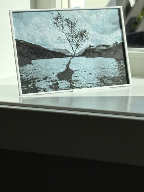 Hovedbilde Veggkunst: The Lonely Tree of Llyn Padarn